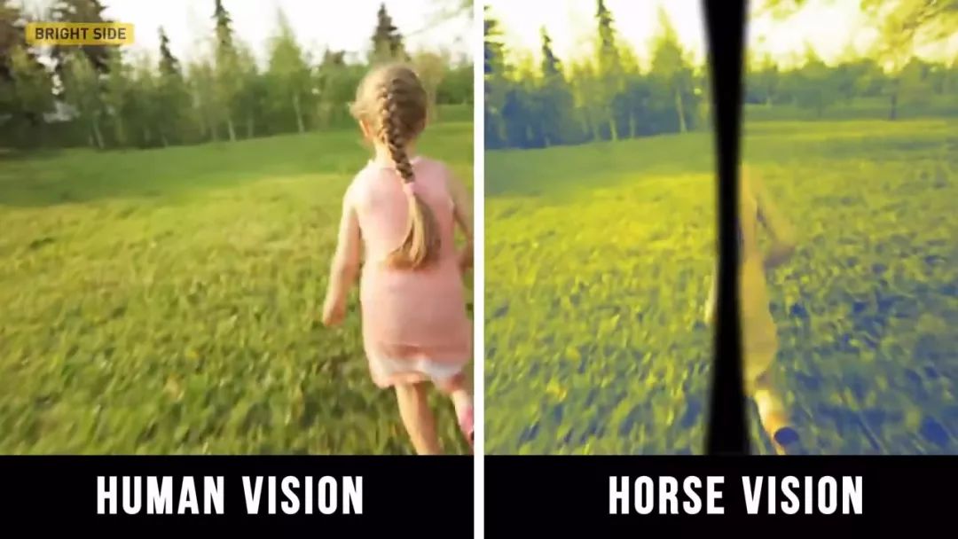 动物眼中的世界是什么样子的图片,动物眼里的世界长怎样