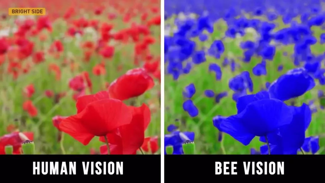 动物眼中的世界是什么样子的图片,动物眼里的世界长怎样