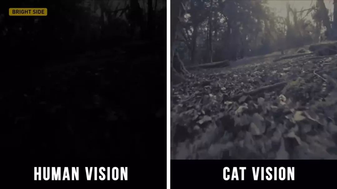 动物眼里的世界长什么样子,动物眼里的世界都是什么颜色