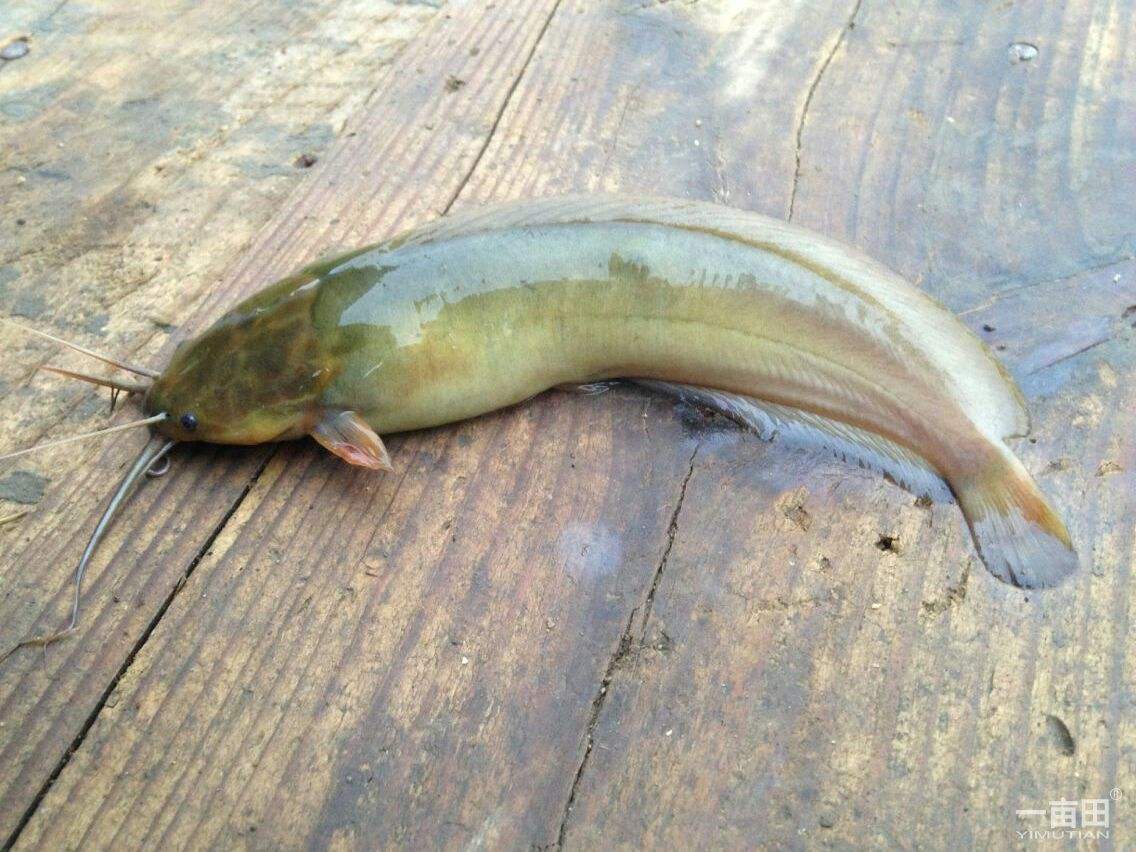 冬天怎么钓胡子鲶好钓,胡子鱼怎么样才好吃