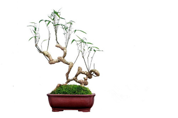 什么品种的竹子适合家庭盆栽,适合室外养的竹子盆栽