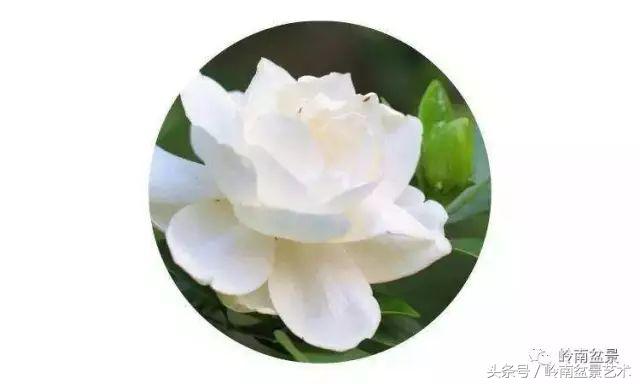 栀子花开美好如初,栀子花开花开盛夏