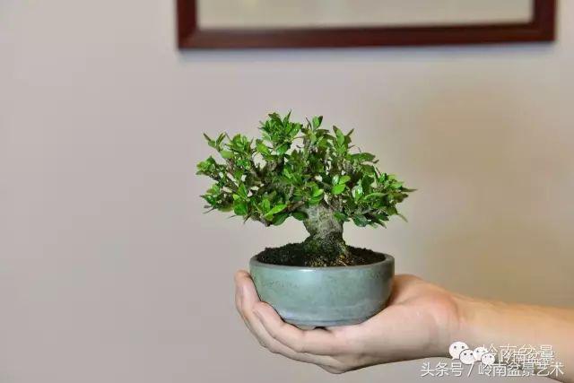 栀子花开美好如初,栀子花开花开盛夏