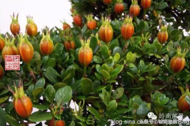 栀子花开美好如初,栀子花开花开盛夏