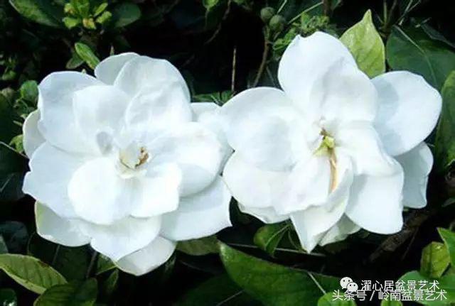 栀子花开美好如初,栀子花开花开盛夏