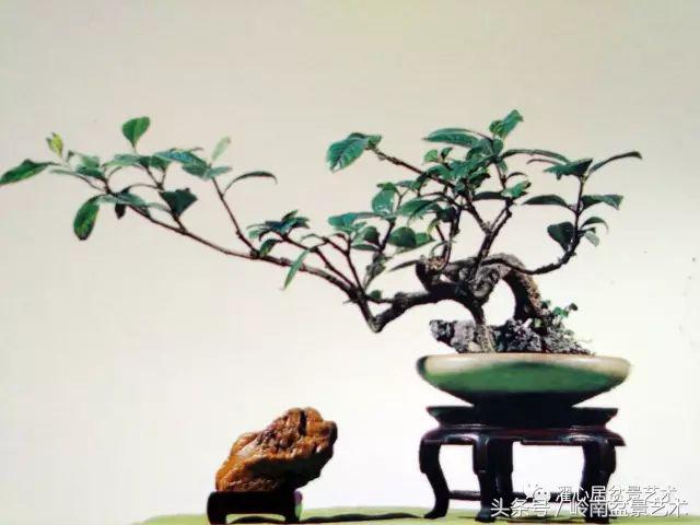 栀子花开美好如初,栀子花开花开盛夏