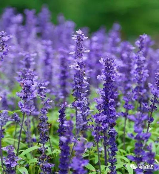 紫色薰衣草海+五彩摩天轮！南海这里充满异国风情如电影般唯美！