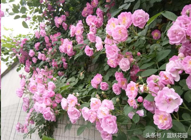 藤本和灌木花后修剪方法,藤本蔷薇春季怎么修剪