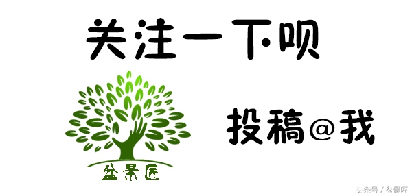 盆景快死了如何救活,买的盆景养不长的套路