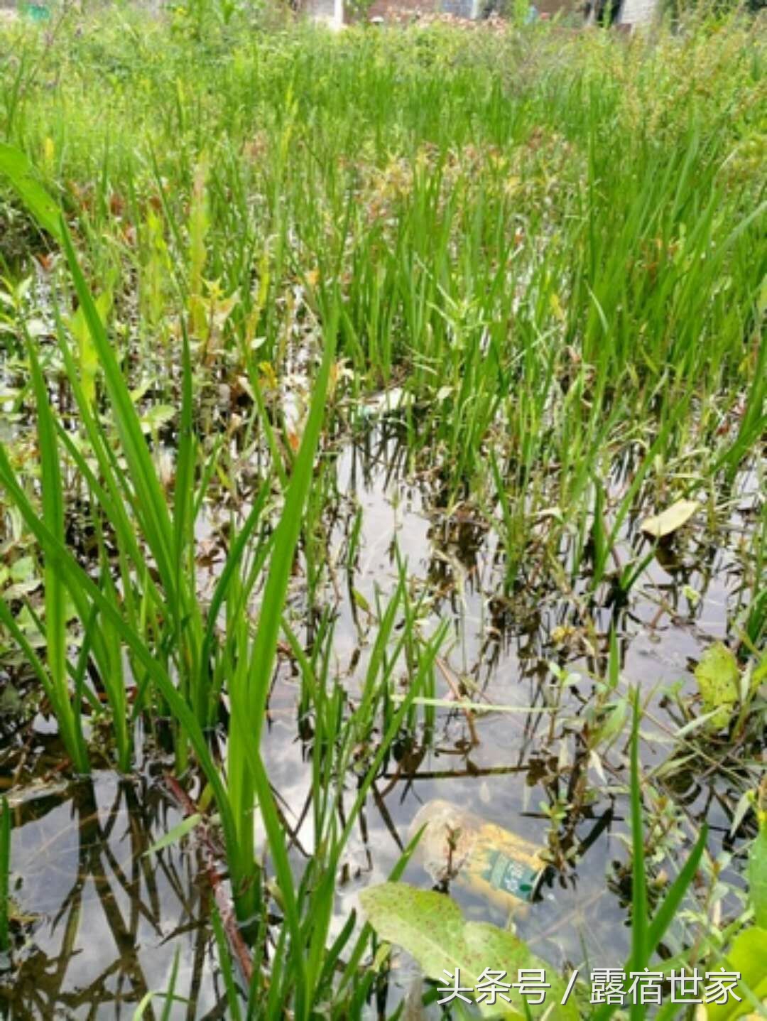 有治头晕耳鸣的西药没有,用菖蒲塞耳内能治耳鸣吗