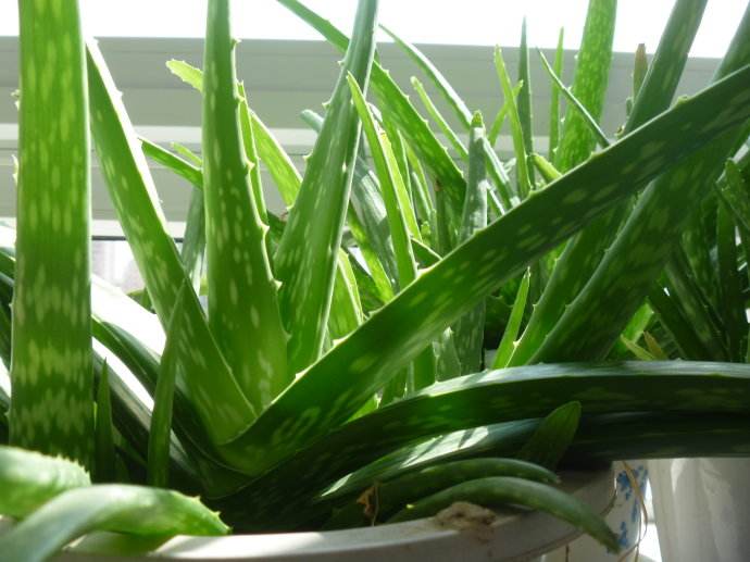 脚气发白发臭的自制小偏方,脚气痒脚底皮增厚有什么小偏方