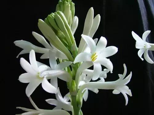 家里有孕妇千万别养这些花,孕妇适合养什么花最好