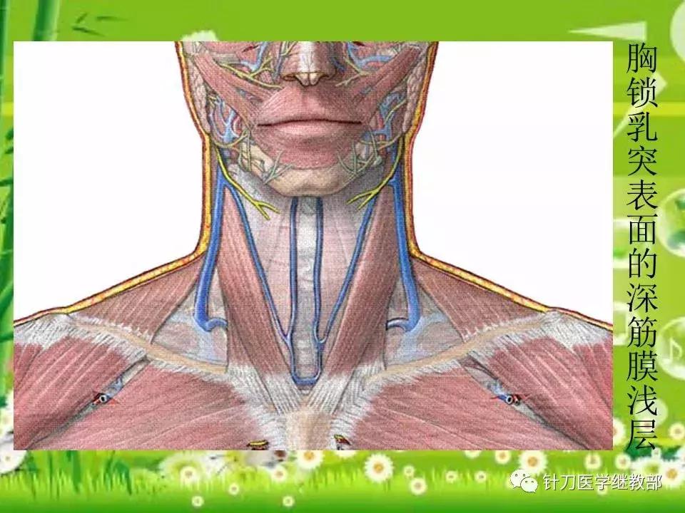 颈椎肌肉损伤用小针刀治疗,针刀治疗颈椎导致神经损伤