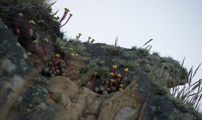中国冰梅多肉植物原产地在哪,多肉植物原产地云南还是四川