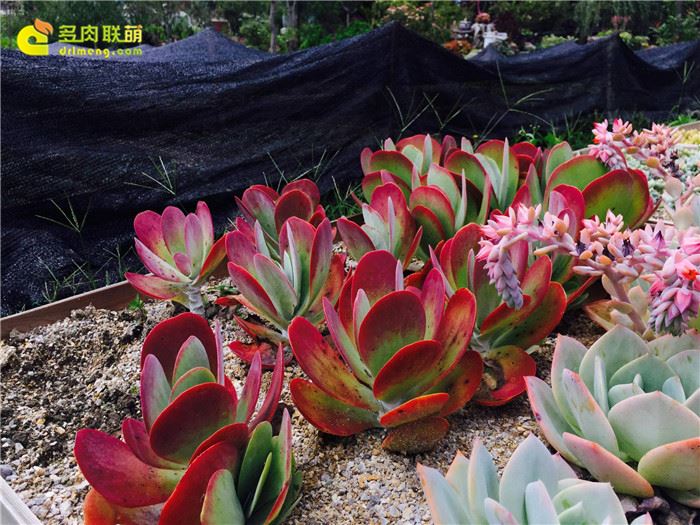 中国冰梅多肉植物原产地在哪,多肉植物原产地云南还是四川