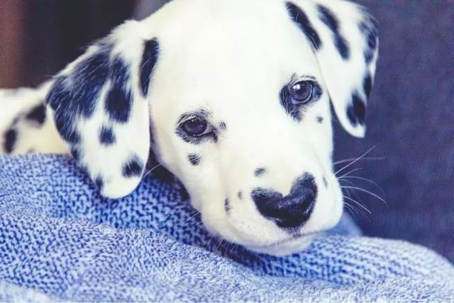 这只小斑点超可爱！呼吸都是爱你的形状