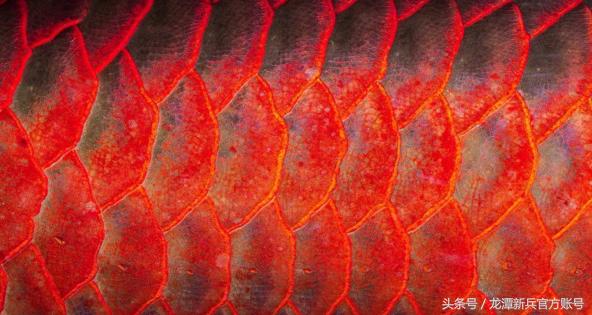 龙鱼病症状图片大全,龙鱼鳞片的真实图片