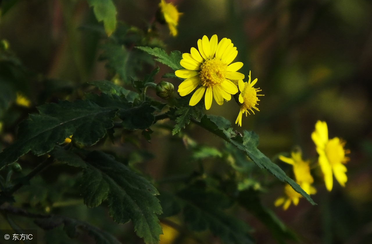 野菊花有哪些用途呢,野菊花有哪些用途