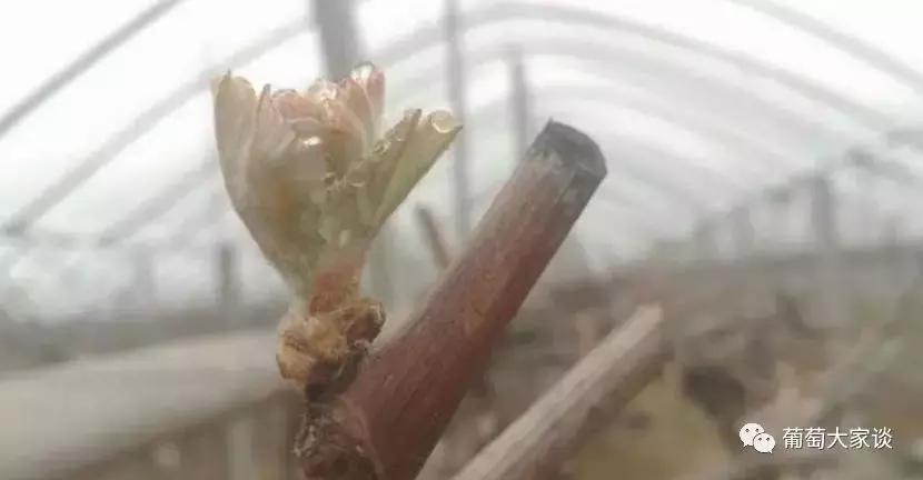 葡萄种植技术参考怎么种植,葡萄种植技术基本知识