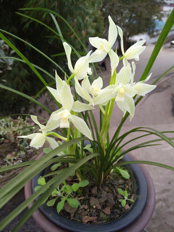 老兰友养兰花视频,东北的兰友室内到底能养好兰花