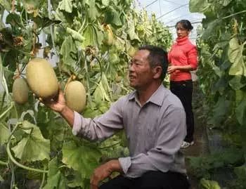 抗重茬薄皮甜瓜品种,甜瓜抗重茬