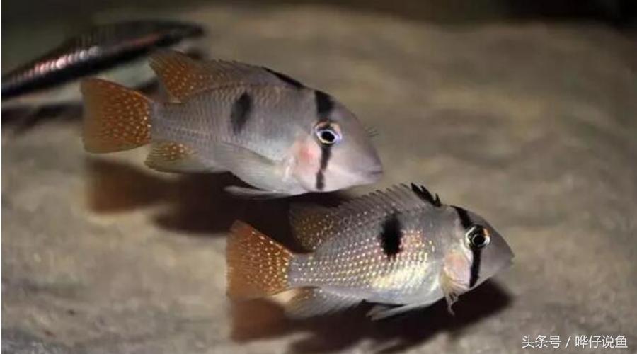 慈鲷鱼哪几种最好养,慈鲷十大最漂亮的鱼