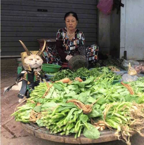 分享越南非常红网红猫Cho,它就是这么与众不同的猫星人？