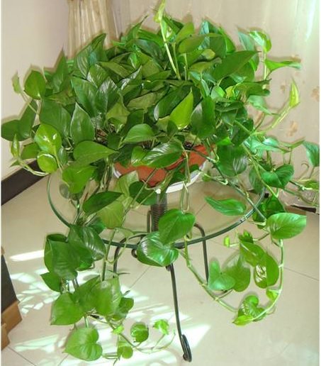 绿萝喝什么水爆盆最好,给绿萝加点营养