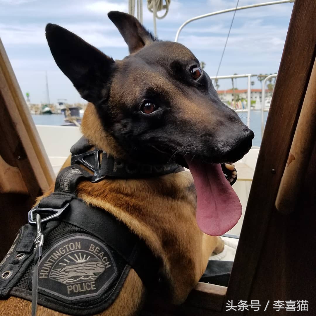 马犬警犬们,警犬界扛把子