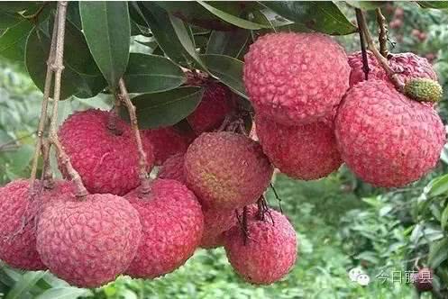 广西国家地理标志产品大全,广西地理标志农产品有哪些