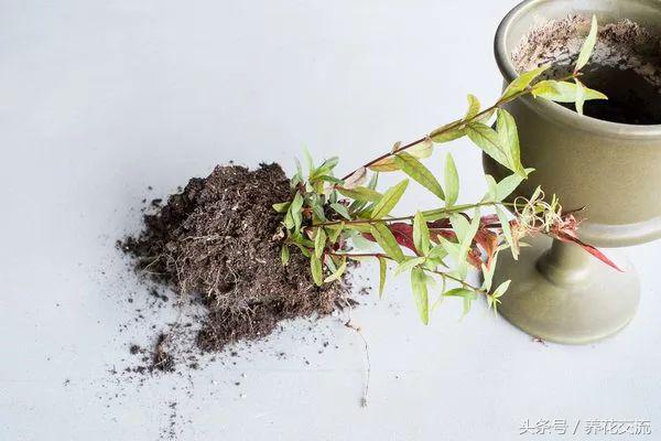 家里植物有小黑虫怎么处理,盆栽土壤里有小黑虫怎么办