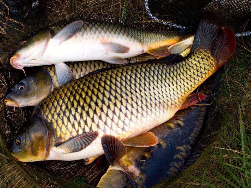 鲤鱼与鲫鱼的区分,怎么区分野生鲤鱼和鲫鱼