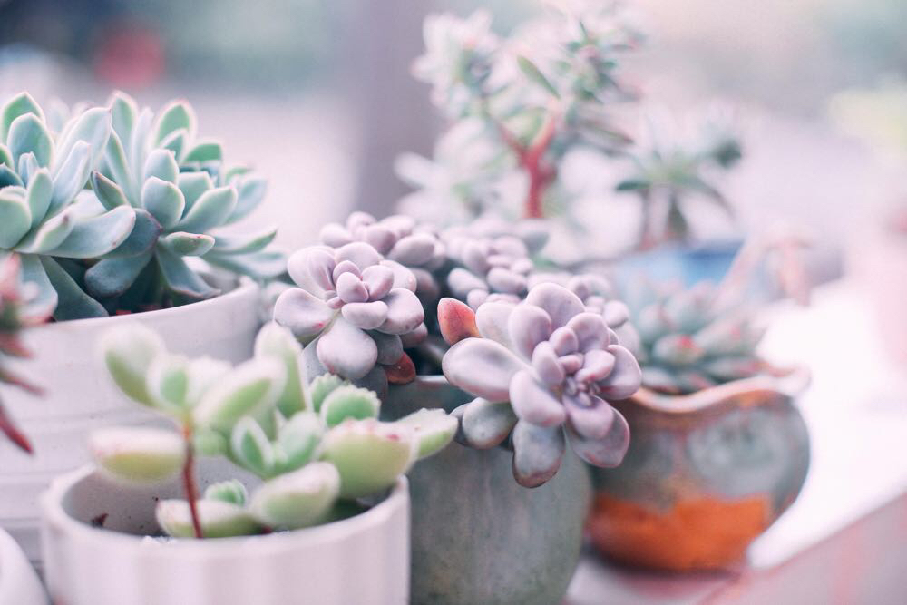 赫拉多肉叶片发软是否缺水,多肉叶片发软是怎么回事