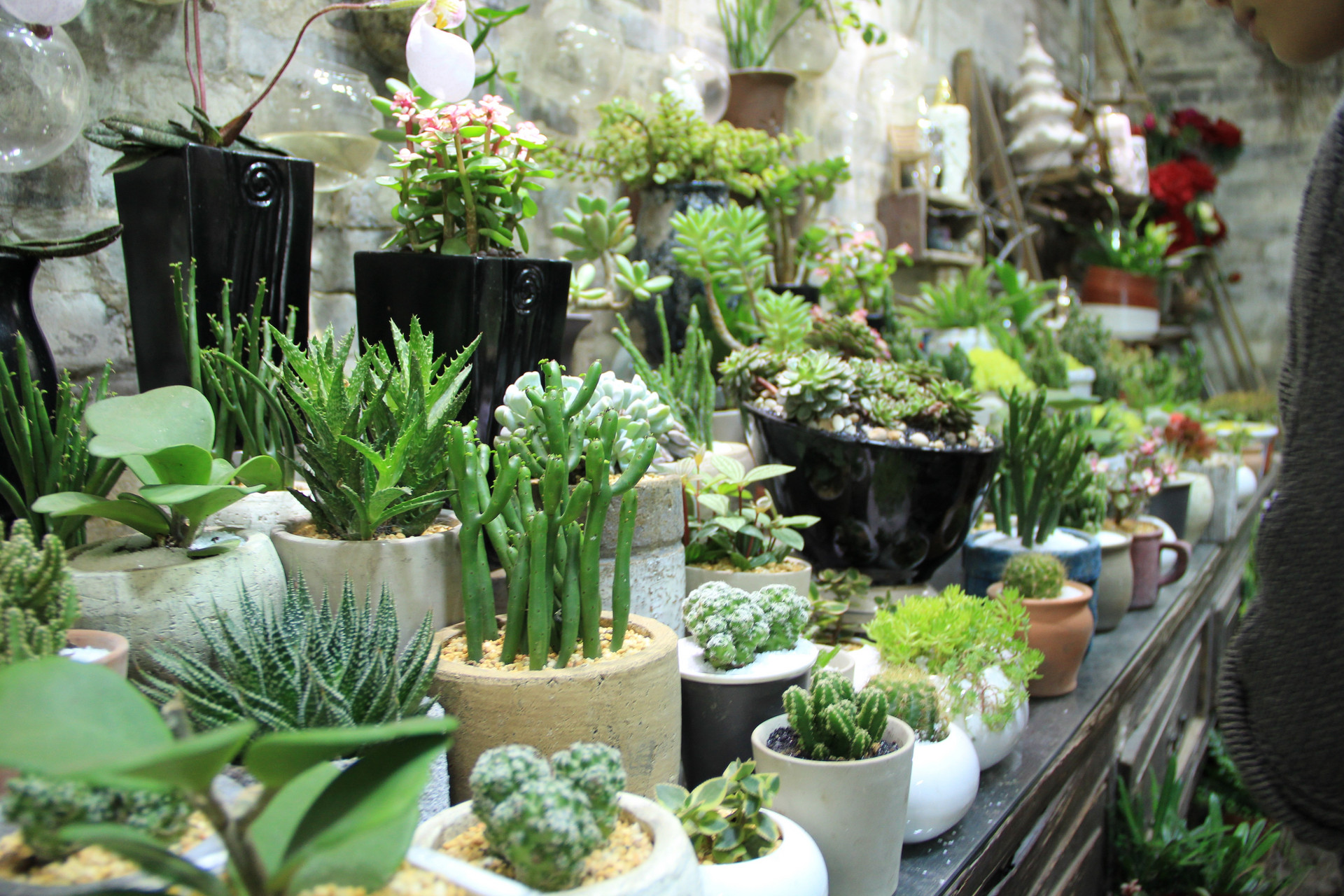 赫拉多肉叶片发软是否缺水,多肉叶片发软是怎么回事