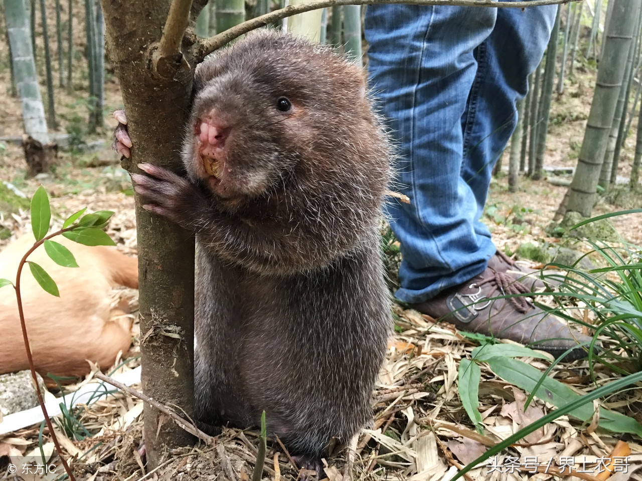 竹鼠吃崽解决方法,良丰农业养殖视频