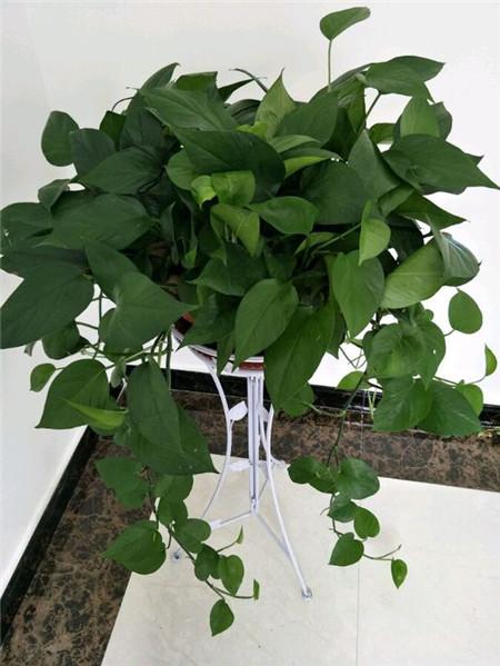 幸福的“烦恼”：绿萝长太长，太乱，2个办法解决！