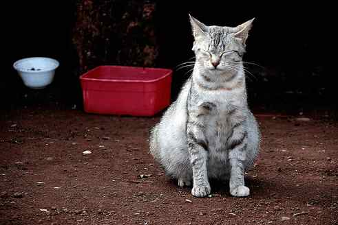 家有孕妇养什么花好,家有孕妇养狗好吗