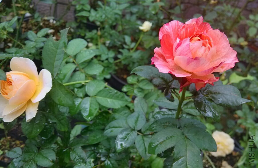 涨知识了！农村常见的月季花竟然有这么多品种