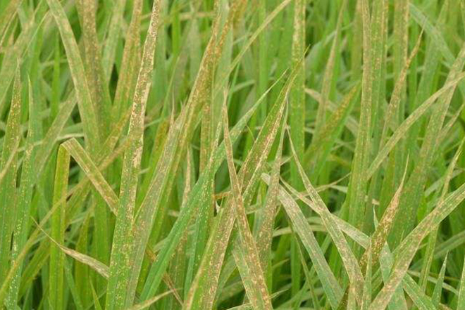 水稻秧苗叶子发黄根发黑什么原因,水稻抽穗期间叶片发黄怎么办