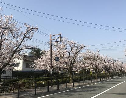 去日本旅游有哪些发现,去日本必须知道的10个细节