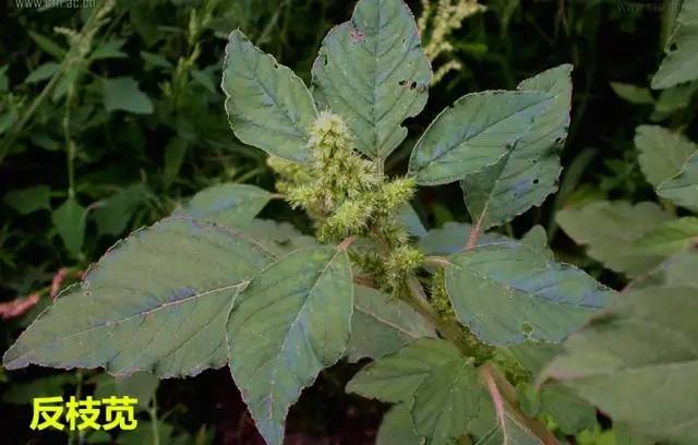 田间杂草及名称图片,地里杂草看不见实拍