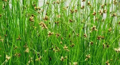 田间杂草认不清来看高清图谱,地里杂草看不见实拍