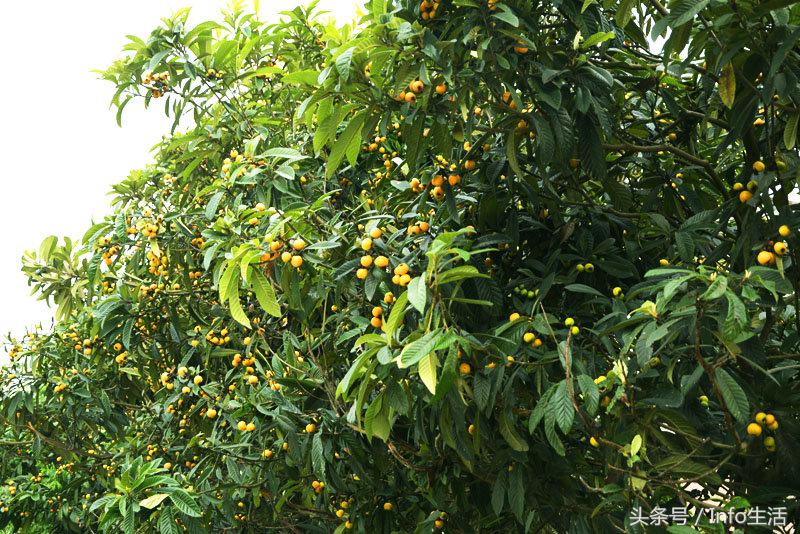 吃了枇杷过后指甲黄怎么办,黄了枇杷