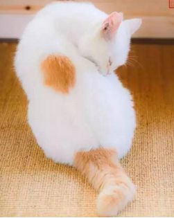 原来不只有相马经，还有《相猫经》，这些猫的名字你听说过吗