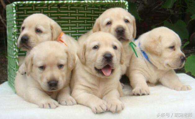 养狗怎样解决大小便的问题,养狗都是怎么解决狗狗大小便