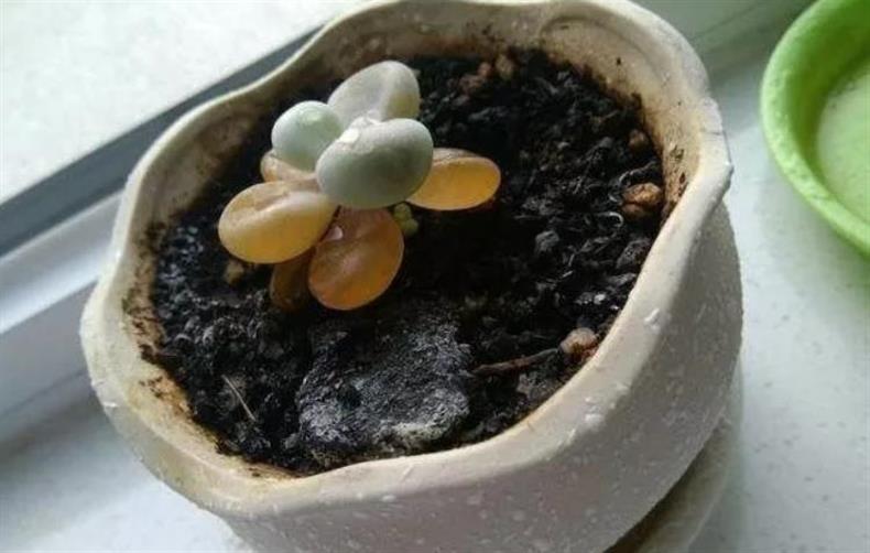 多肉桃蛋怎么快速上色,多肉桃蛋怎么叶插100%成活