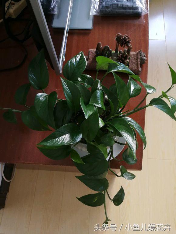 关于绿萝的养殖方法和注意事项,绿萝的养殖方法和注意事项大全