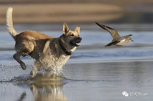 训练狗狗随行他老是走前面,如何教狗狗守着动物