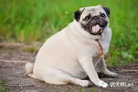 狗狗只吃肉？是时候补充高纤维食物了，狗狗食用高纤维食物的益处