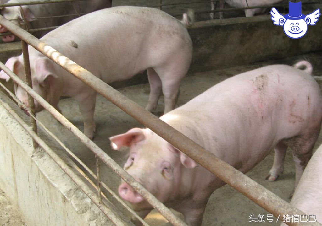 加工饲料需要啥原料最好,自己做饲料需要哪些手续